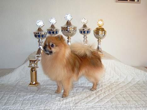 Pomeranian Uno - Man er vel lidt af en dollar hund.. billede 13