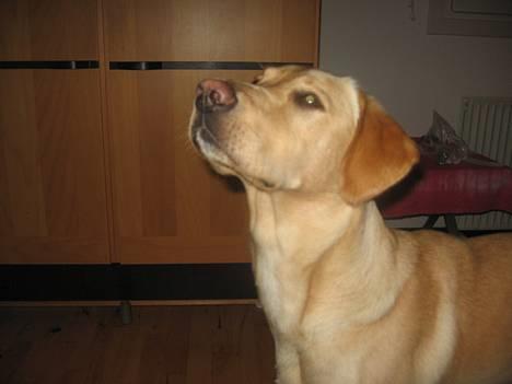 Labrador retriever Janus - Er jeg lækker eller er jeg bare lækker <333 billede 11