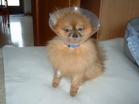 Pomeranian Uno - Ja, sådan kan det jo også gå når man er en bette hund.. billede 14