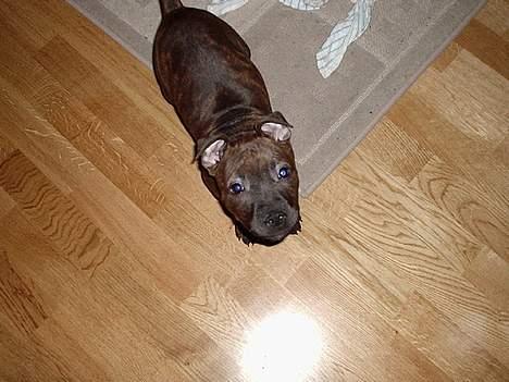 Staffordshire bull terrier "Zezar"   billede 8