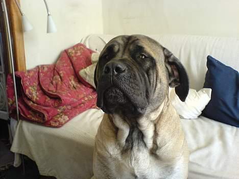 Mastiff Gerda billede 1