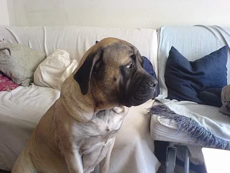 Mastiff Gerda billede 2