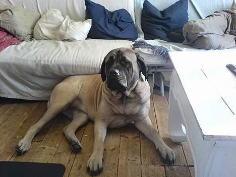 Mastiff Gerda billede 3