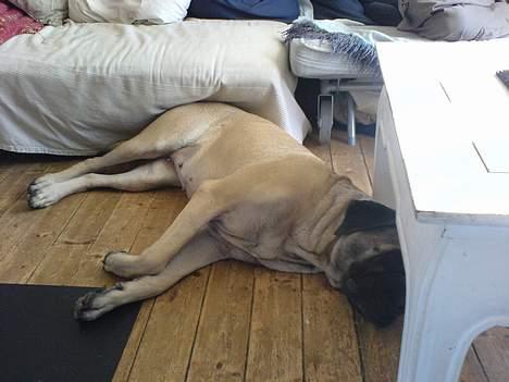 Mastiff Gerda billede 4