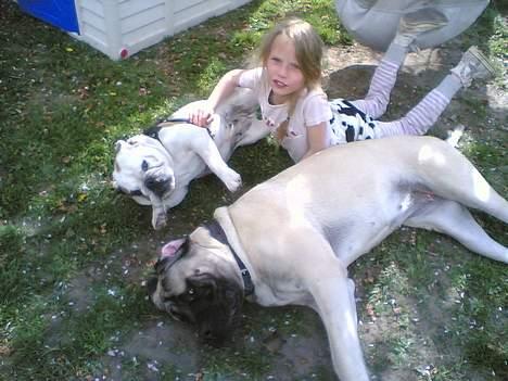 Mastiff Gerda billede 5