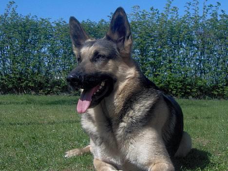 Schæferhund Rex(The King) - Rex <33 billede 1