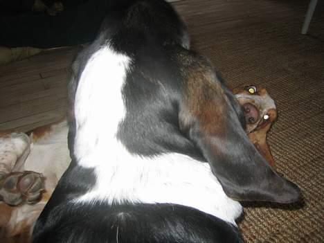 Basset hound Boris Flummer billede 15