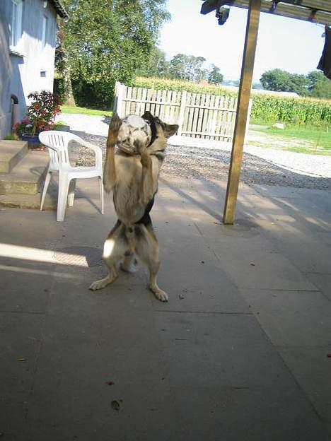 Schæferhund Rex(The King) - Rex griber en bold.. billede 2