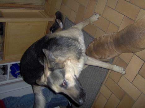 Schæferhund Rex(The King) - rex skal lige til at hoppe op efter noget.... billede 3