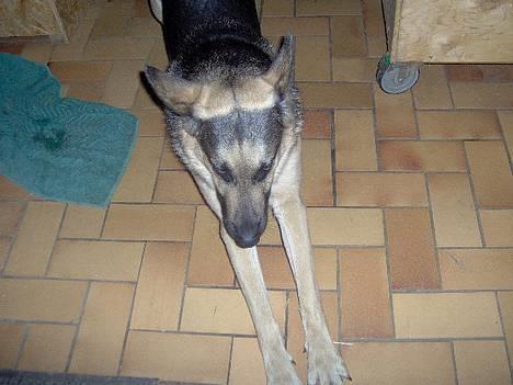 Schæferhund Rex(The King) - Rex hopper op og ned i raps marken.. hihi det var sjovt at se.. billede 4