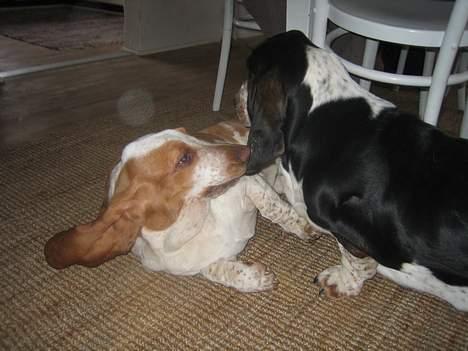 Basset hound Boris Flummer billede 16