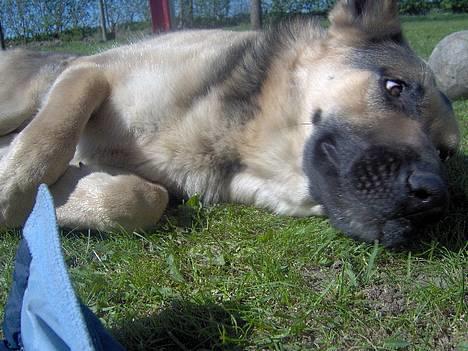 Schæferhund Rex(The King) - Putte gøj billede 5