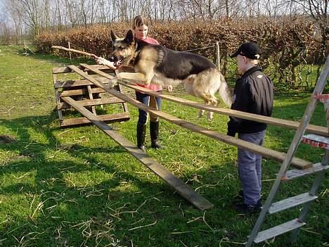 Schæferhund Rex(The King) - Rex elsker at springe... billede 6