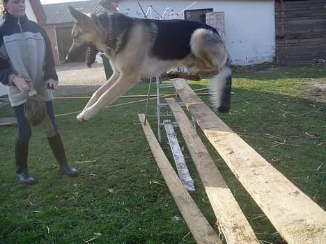 Schæferhund Rex(The King) - The king.. billede 7