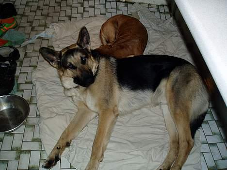 Schæferhund Rex(The King) - sove det er han også god til;-P billede 8