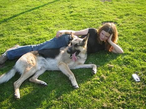 Schæferhund Rex(The King) - Lægge i solen er lige os..:-D billede 9