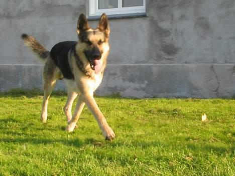 Schæferhund Rex(The King) - løbe til siden:O billede 10