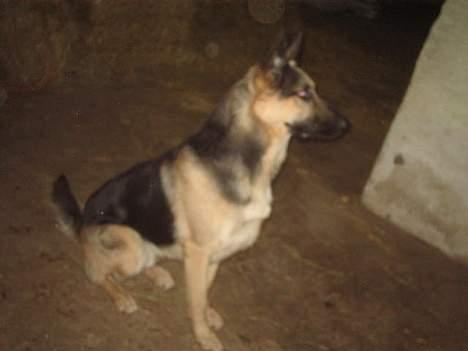 Schæferhund Rex(The King) - klar, part start.. hihi billede 11