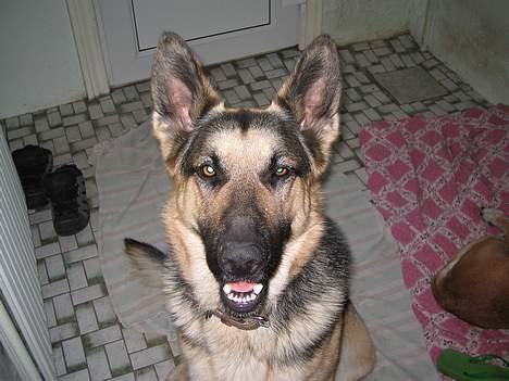 Schæferhund Rex(The King) - grine hihi billede 12