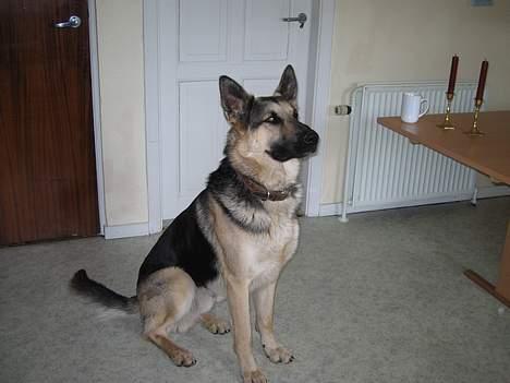 Schæferhund Rex(The King) - Rex sidder pænt og ventet... billede 13