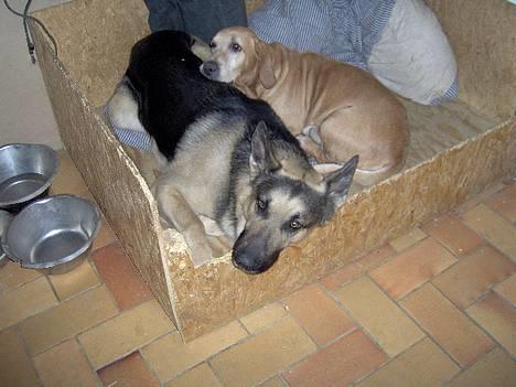 Schæferhund Rex(The King) - Rex&Bonzo billede 14