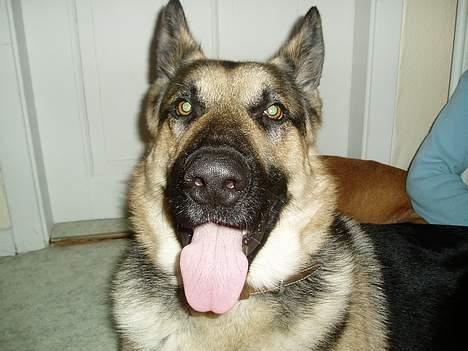 Schæferhund Rex(The King) - fin tunge billede 15