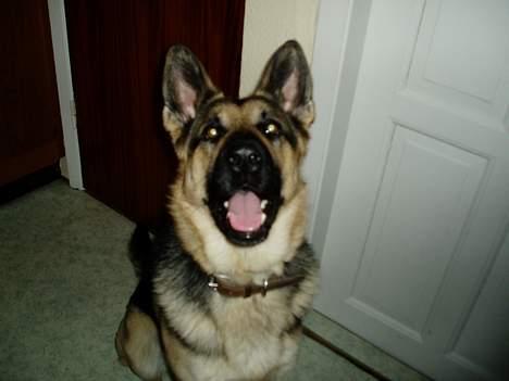 Schæferhund Rex(The King) - Fine bisser billede 16