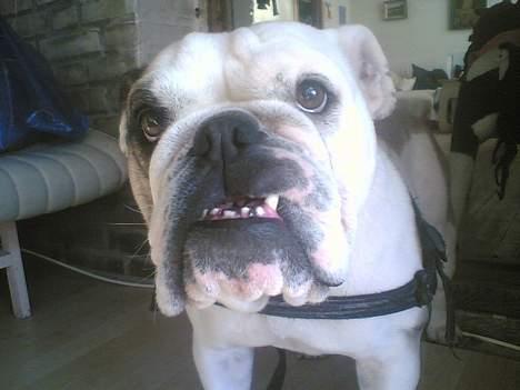 Engelsk bulldog Alice billede 2