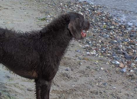 Ruhåret hønsehund Indy billede 10