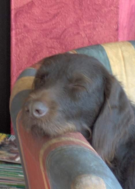 Ruhåret hønsehund Indy billede 11