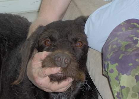 Ruhåret hønsehund Indy billede 12