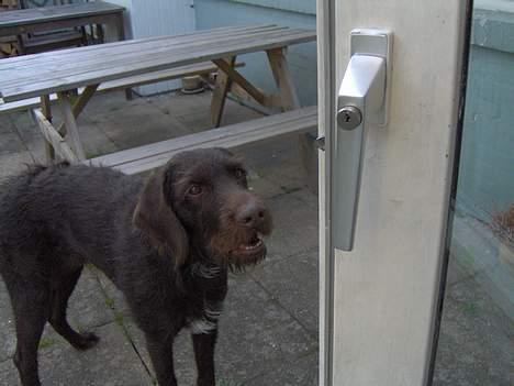 Ruhåret hønsehund Indy billede 13