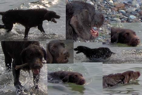 Ruhåret hønsehund Indy billede 14