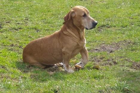 Blanding af racer Bonzo<33 - Bonzo<33 elsker den hund billede 1