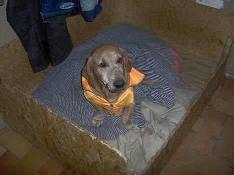 Blanding af racer Bonzo<33 - bonzo i hans tøj..;) billede 2