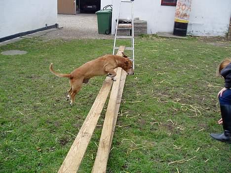 Blanding af racer Bonzo<33 - bonzo er ik verden s springer.. men det ser sjovt ud da han sprang. :-D billede 3