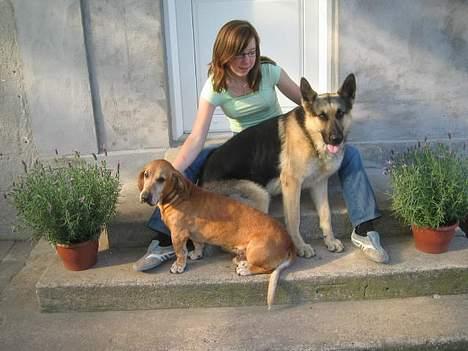 Blanding af racer Bonzo<33 - bonzo sammen med rex ved vores trappe..:-D billede 4