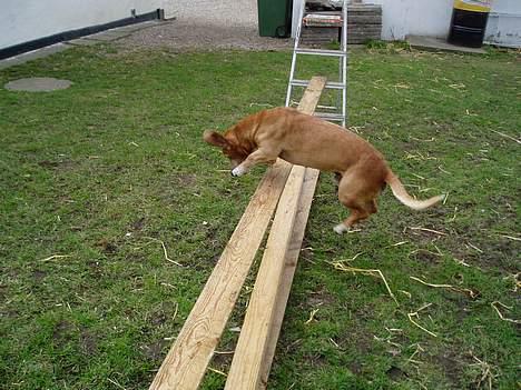 Blanding af racer Bonzo<33 - Bonzo hopper et sjovt spring... billede 5