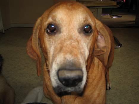 Blanding af racer Bonzo<33 - Bonzo tæt på..... billede 6