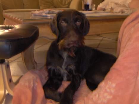 Ruhåret hønsehund Sako - Bryder sig ikke rigtig om natteblits, men det er jo også forståligt nok! billede 6