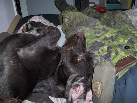 Ruhåret hønsehund Sako billede 7