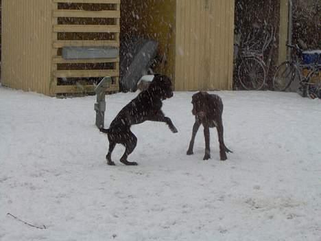 Ruhåret hønsehund Sako billede 8