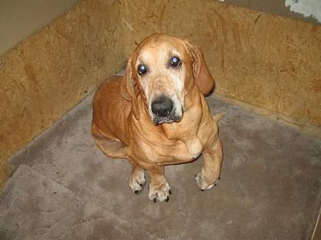 Blanding af racer Bonzo<33 - bonzo i hans kurv billede 7