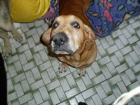 Blanding af racer Bonzo<33 - Bonzo <33 billede 8