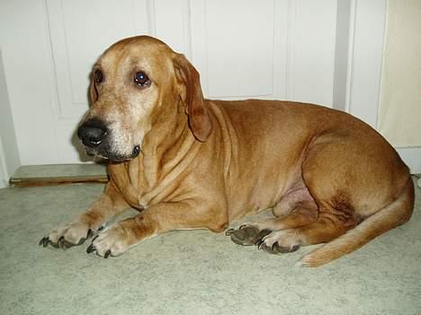 Blanding af racer Bonzo<33 - Bonzo igen igen lægger ham og slapper a.. billede 9