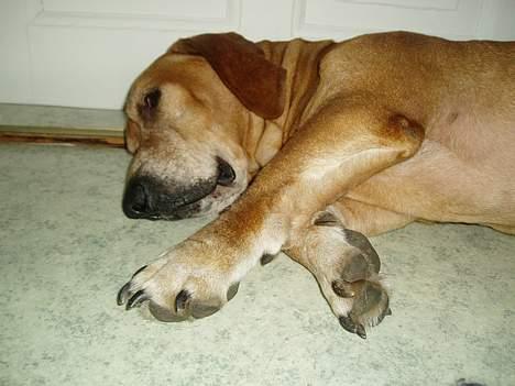 Blanding af racer Bonzo<33 - Bonzo faldt død om efter en LILLE gå tur hihi.. billede 10