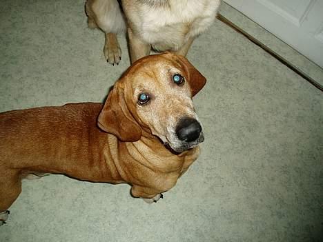 Blanding af racer Bonzo<33 - Bonzo <33:D billede 12