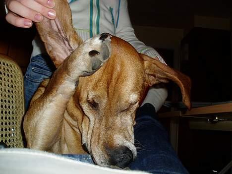 Blanding af racer Bonzo<33 - det kilder.. billede 13