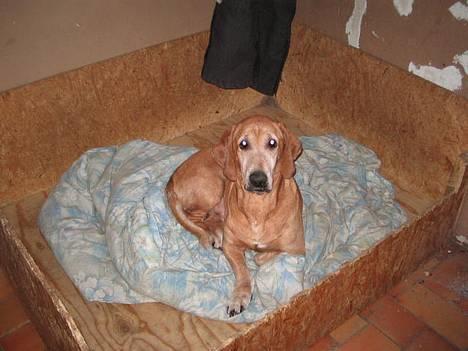 Blanding af racer Bonzo<33 - uuh, miin lille Bonzo <3 billede 14