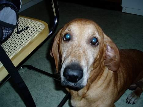 Blanding af racer Bonzo<33 - Bonzo kigger godt efter billede 15